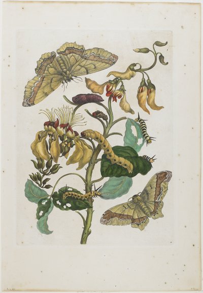 Caterpillars, Butterflies and Flower, 1705-71 by Maria Sibylla Merian